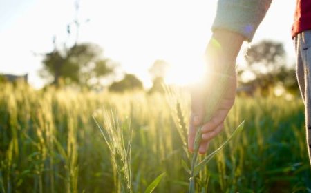 Effective Strategies to Increase Crop Yield in Agriculture