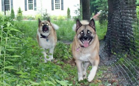 Are Non-Electric Dog Fence Systems the Best Solution for Pet Owners? A Case Study on DIY Dog Fence Kits by PetPlaygrounds.com