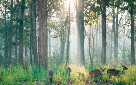 Nagarhole National Park Safari Booking & Travel Guide