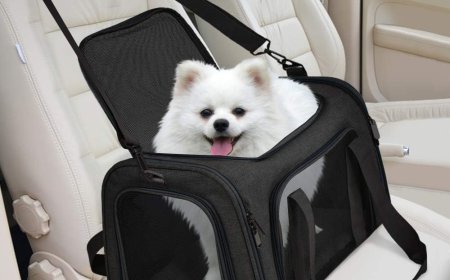 Choosing the Perfect Dog Carrier: A Complete Guide for Pet Owners