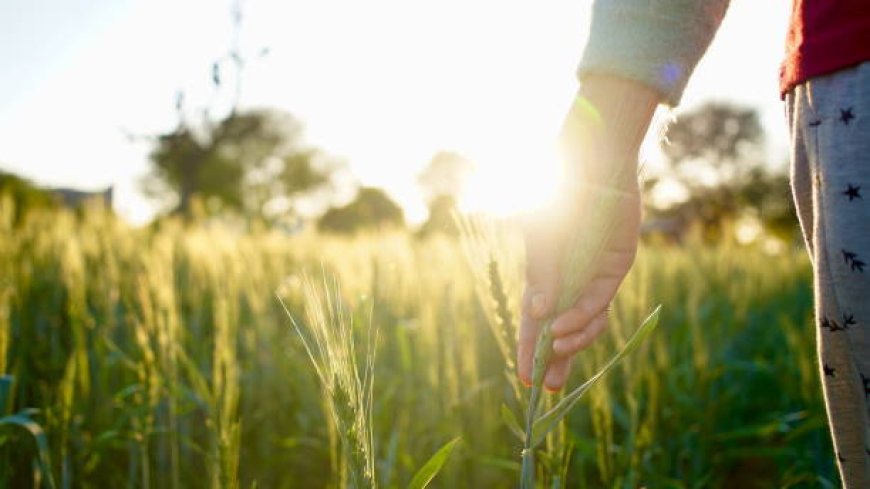 Effective Strategies to Increase Crop Yield in Agriculture