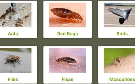 Fleas Pest Control: Stop the Itch, Reclaim Your Home