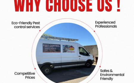Affordable Pest Control Belfast: Wasp Nest Removal Cost & Local District Pest Control Services Explained