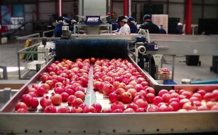 Pomegranate Processing Plant Project Report 2025: Industry Trends, Setup and Raw Materials Requirement