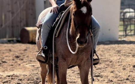 How Much Does it Cost to Buy How Much Is A Horse In Texas in 2025