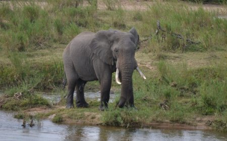 How to Choose the Best Safari Company in Tanzania for an Unforgettable Adventure