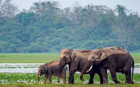 Kaziranga National Park Online Booking | Jungle Safari Tickets