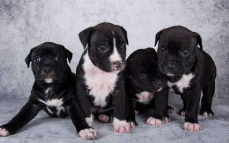 Healthy Pitbull Puppies for Sale in New York