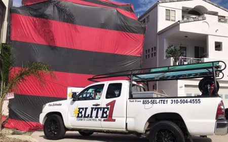 Which Termite Treatments Work Best For Long-Term Protection?