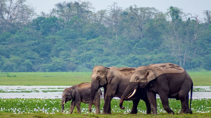 Kaziranga National Park Online Booking | Jungle Safari Tickets